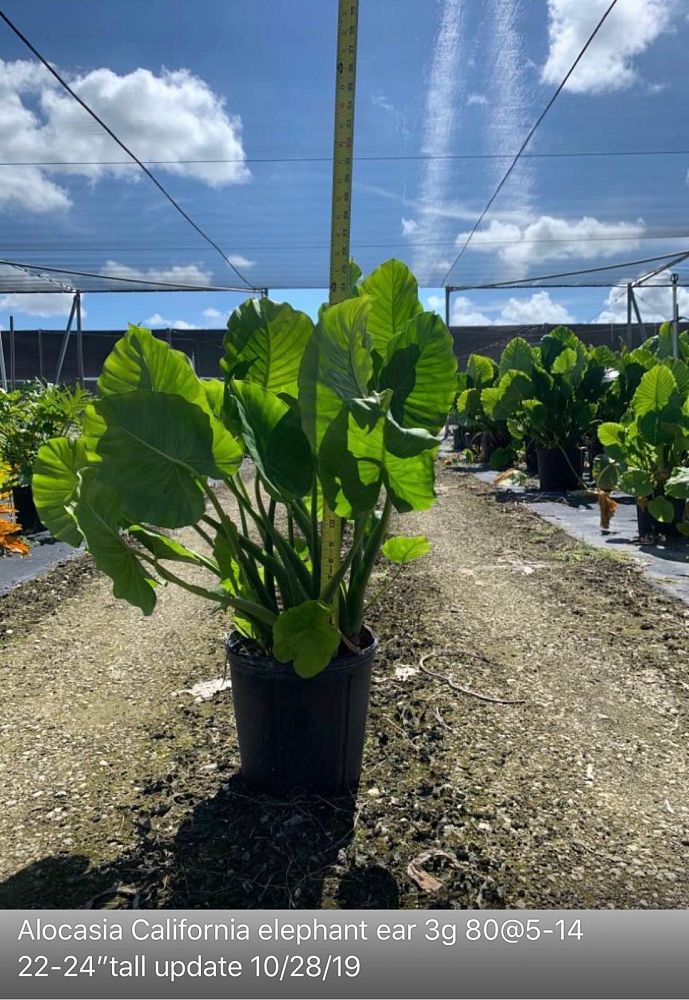 alocasia-odora-california-elephant-ear