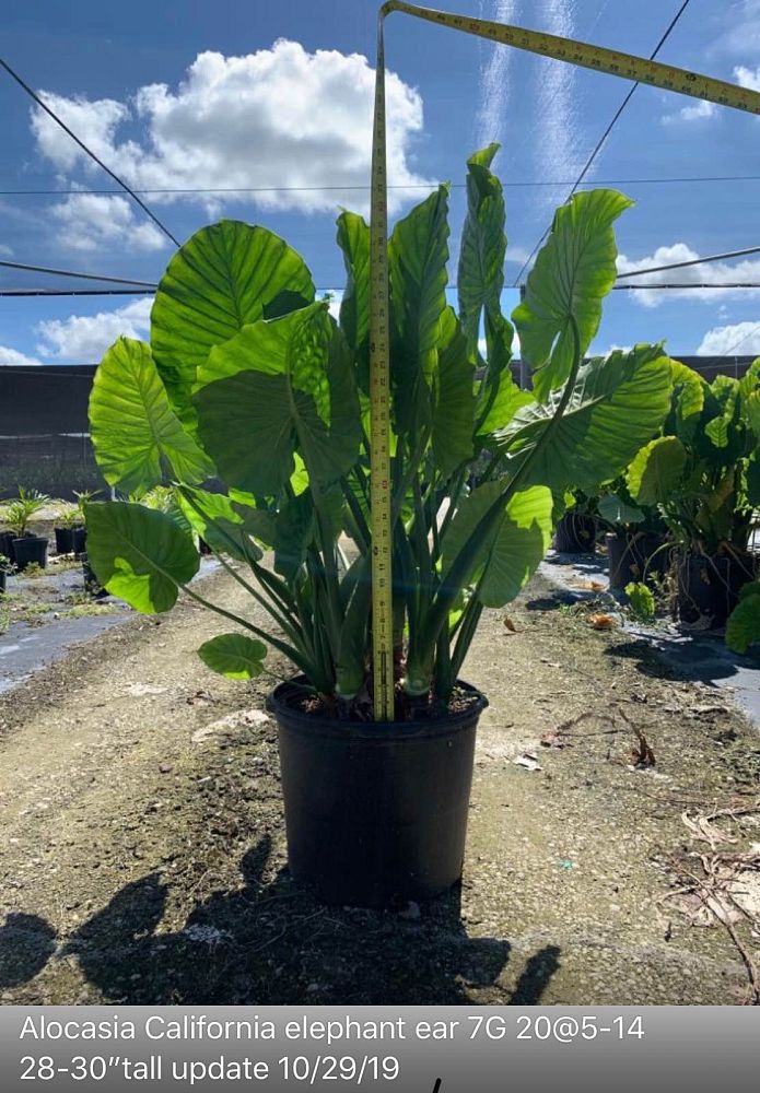 alocasia-odora-california-elephant-ear