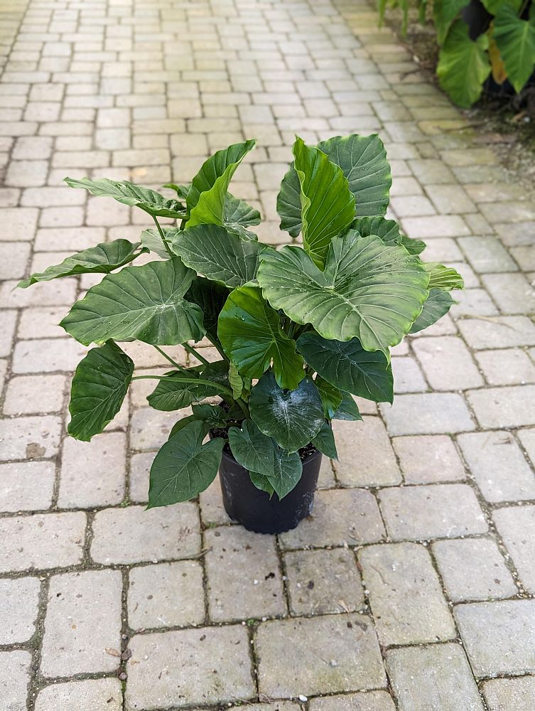alocasia-odora-california-elephant-ear