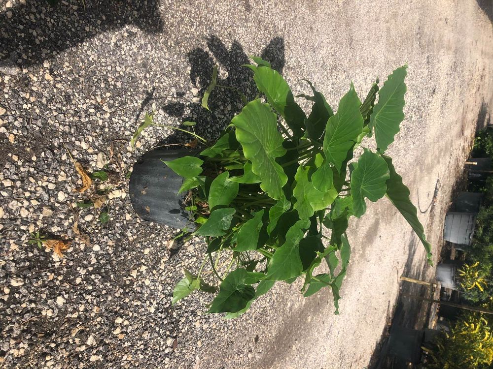 alocasia-odora-california-elephant-ear
