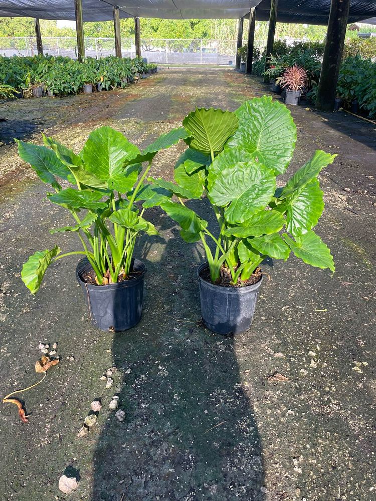 alocasia-odora-california-elephant-ear