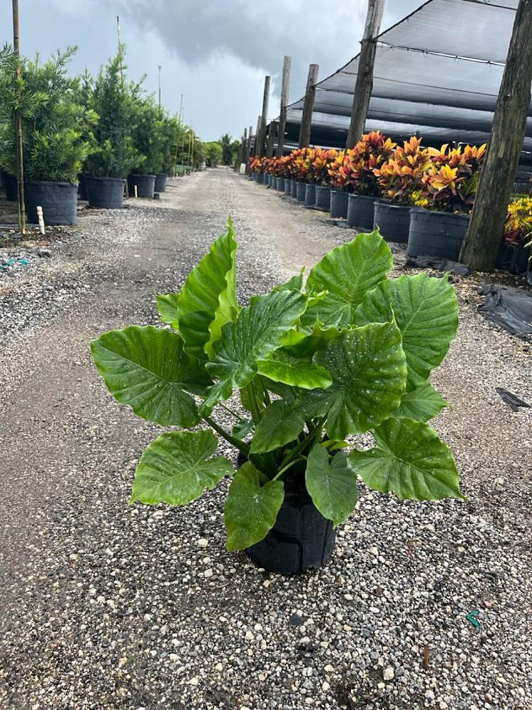 alocasia-odora-california-elephant-ear