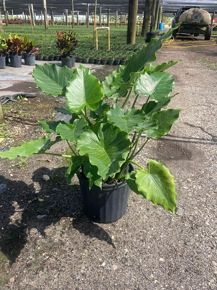 alocasia-odora-california-elephant-ear