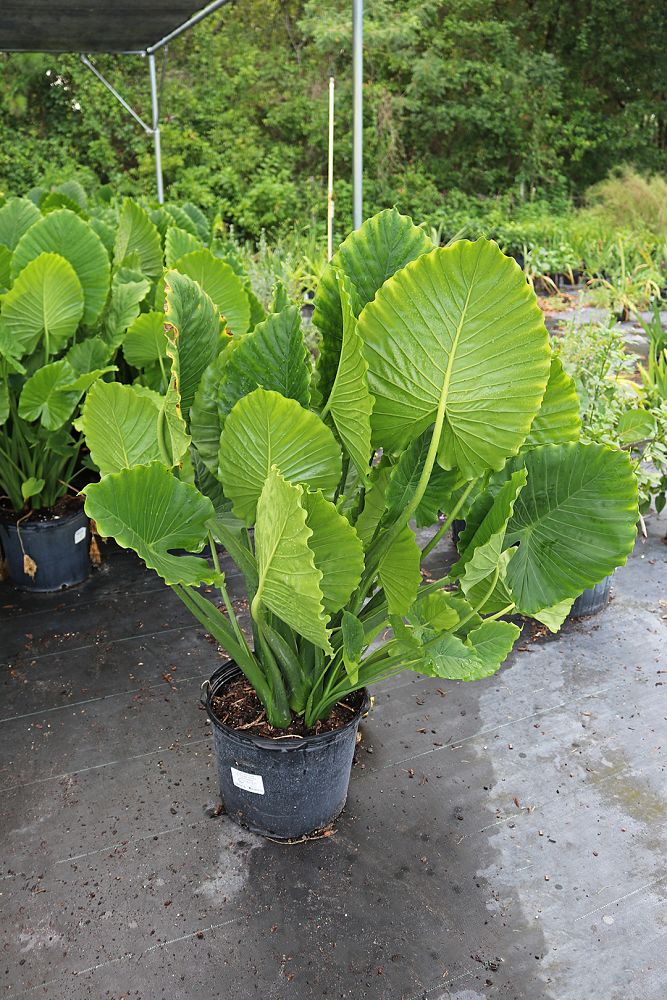 alocasia-odora-california-elephant-ear