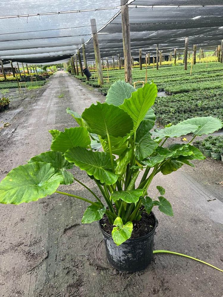 alocasia-odora-california-elephant-ear