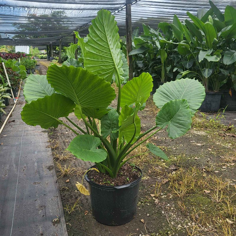 alocasia-odora-california-elephant-ear