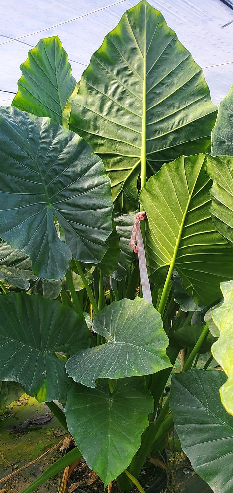 alocasia-odora-california-elephant-ear