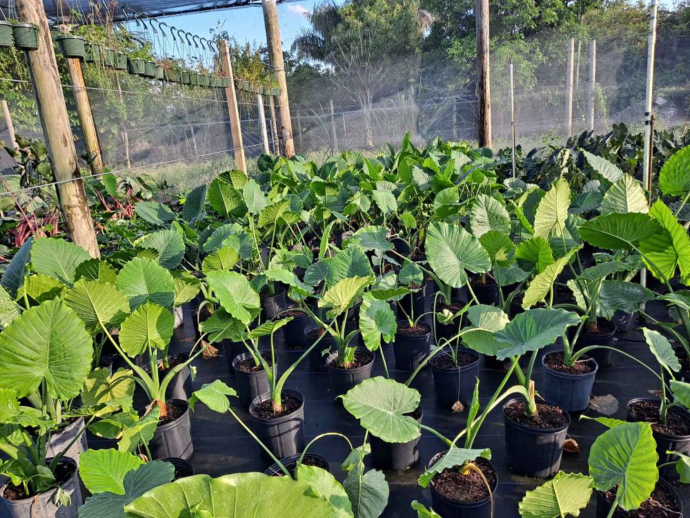 alocasia-odora-california-elephant-ear
