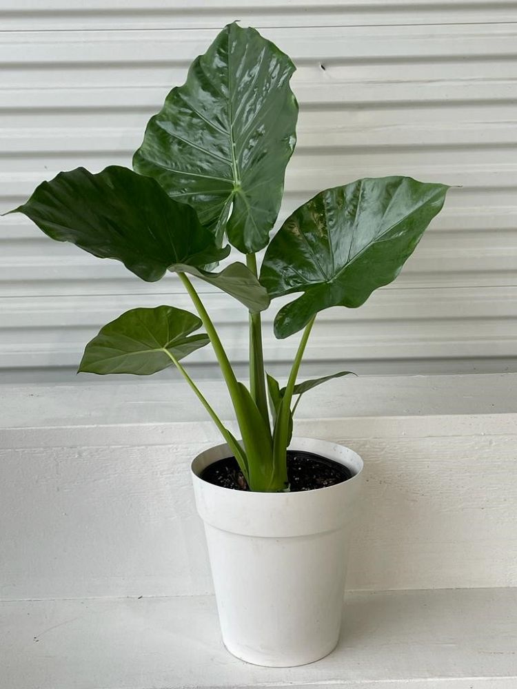 alocasia-odora-california-elephant-ear