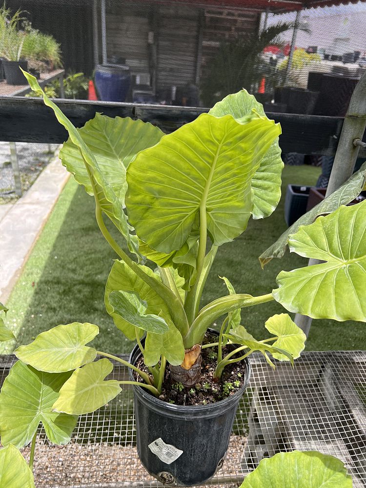 alocasia-odora-california-elephant-ear