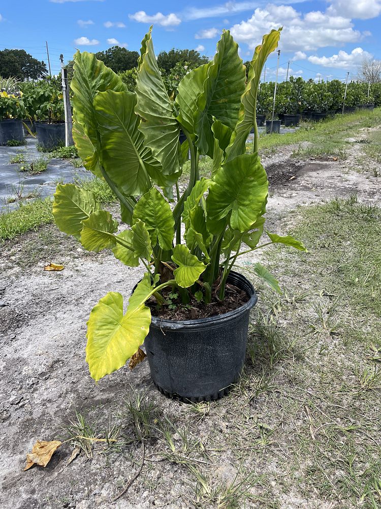 alocasia-odora-california-elephant-ear