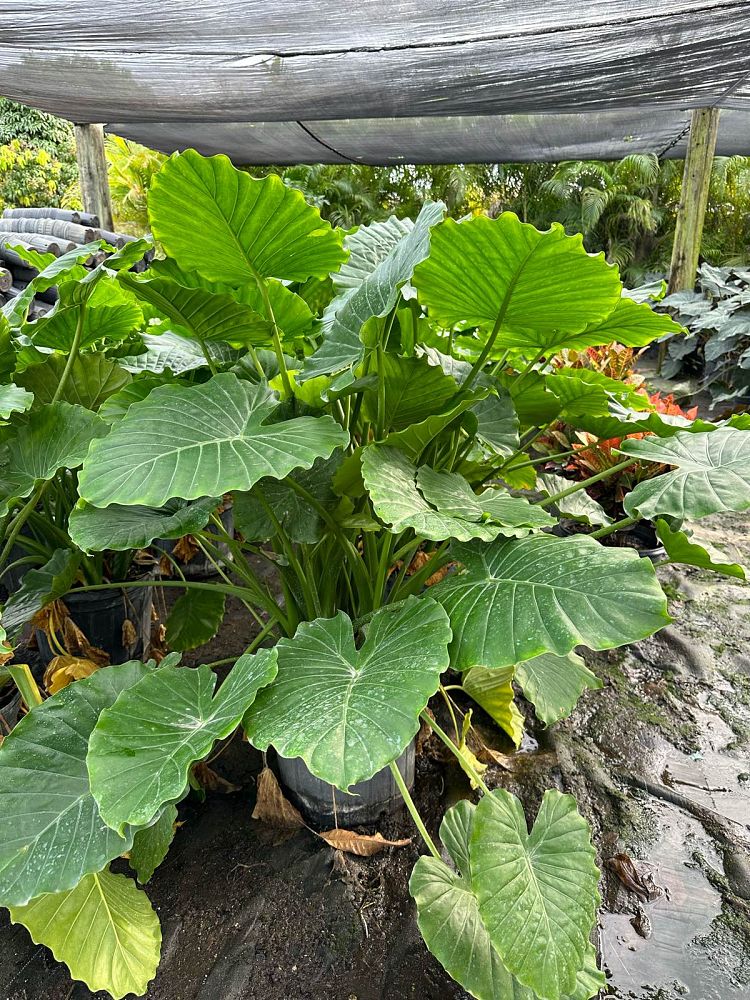 alocasia-odora-california-elephant-ear