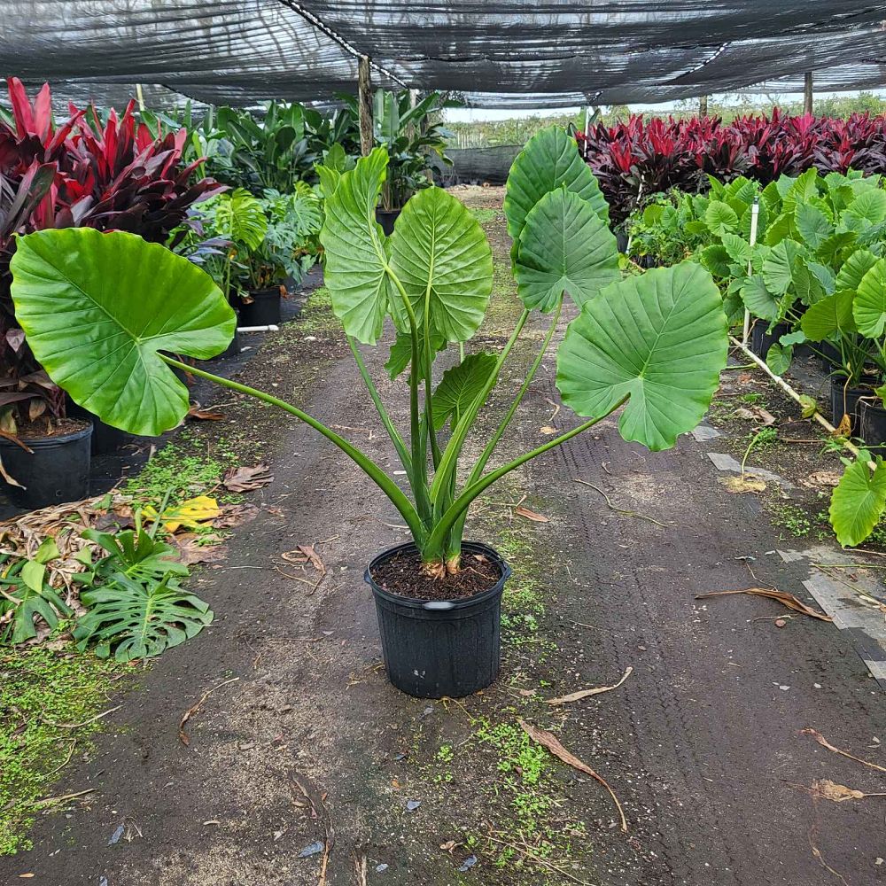 alocasia-odora-california-elephant-ear