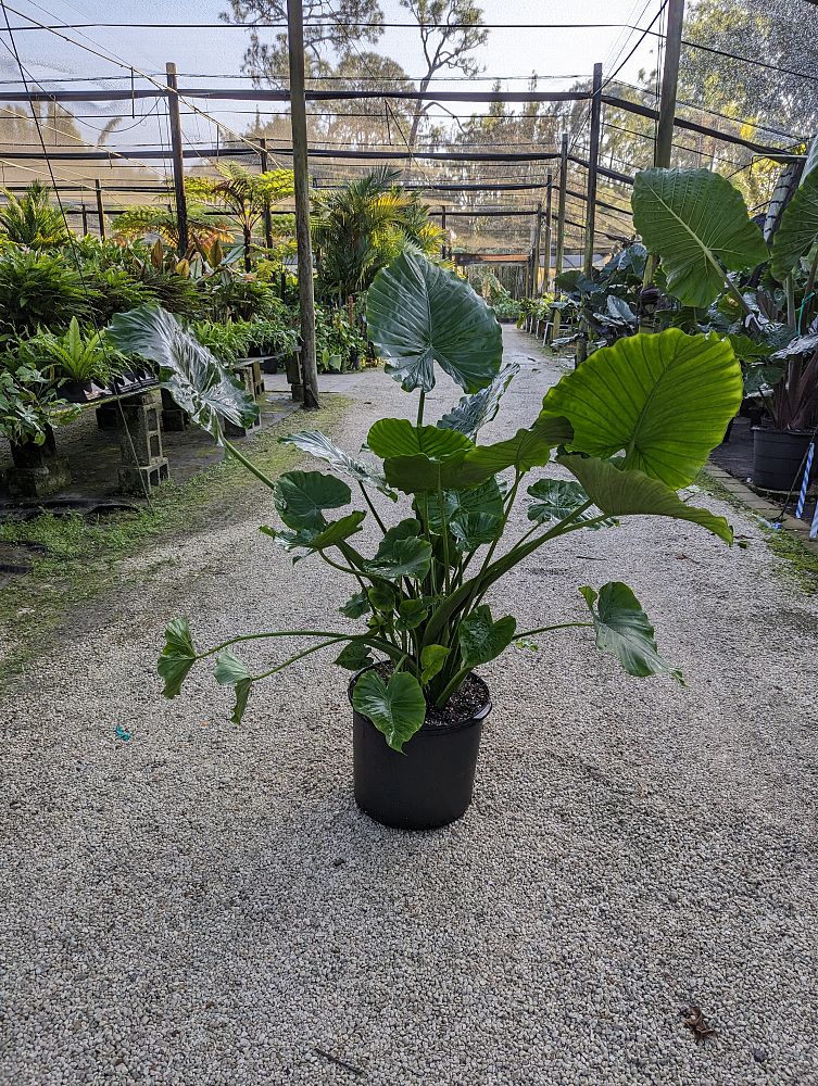 alocasia-odora-california-elephant-ear