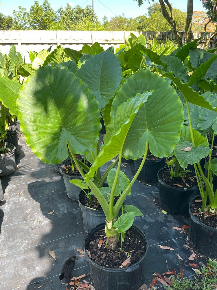alocasia-odora-california-elephant-ear