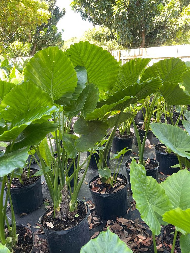 alocasia-odora-california-elephant-ear