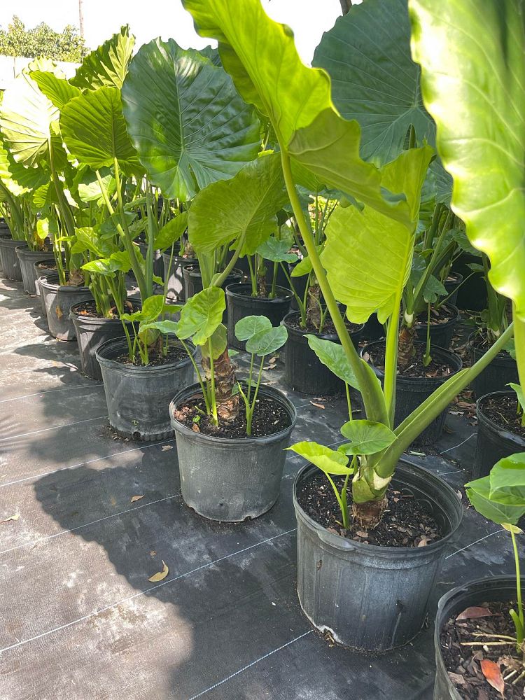 alocasia-odora-california-elephant-ear