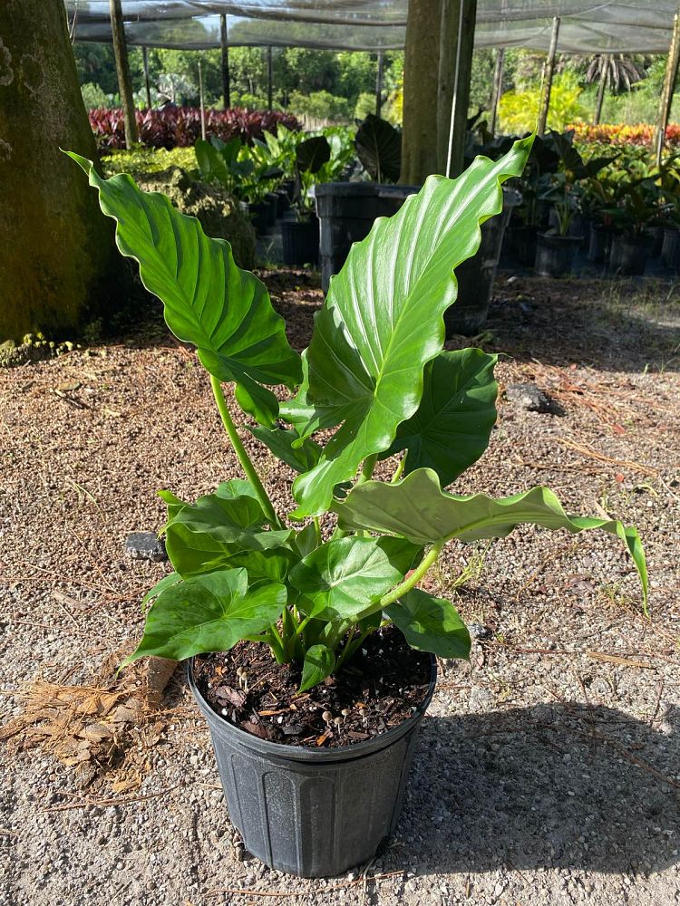 alocasia-odora-california-elephant-ear