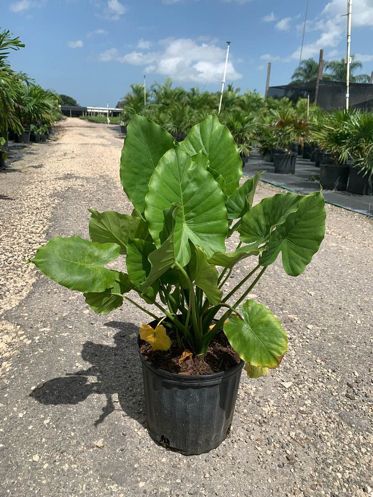 alocasia-odora-california-elephant-ear