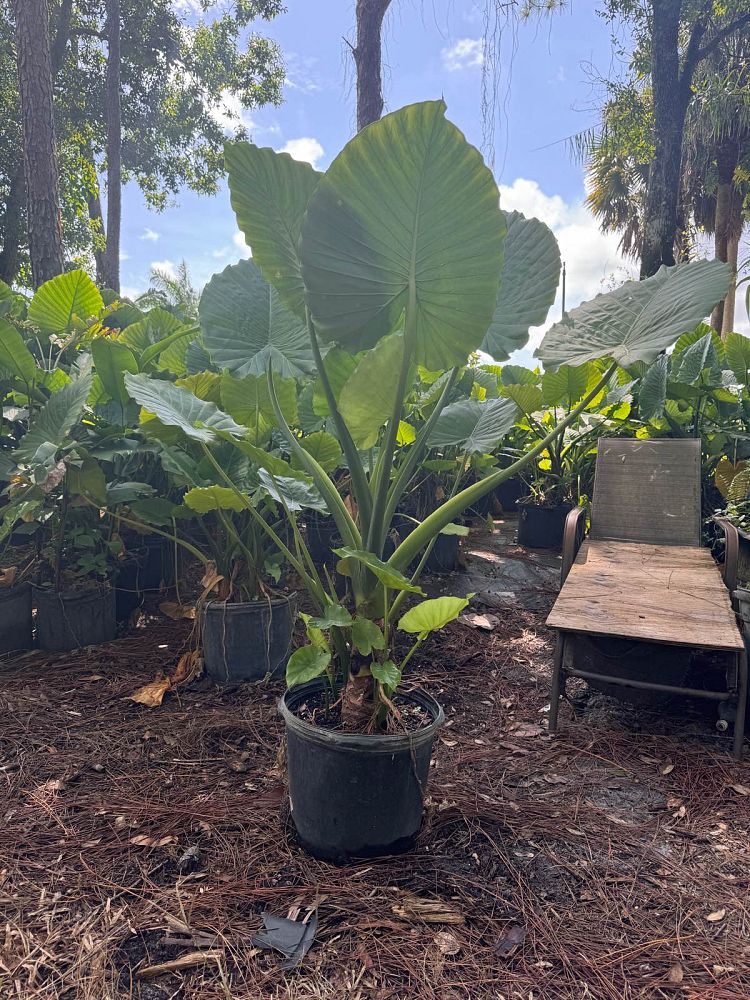 alocasia-odora-california-elephant-ear