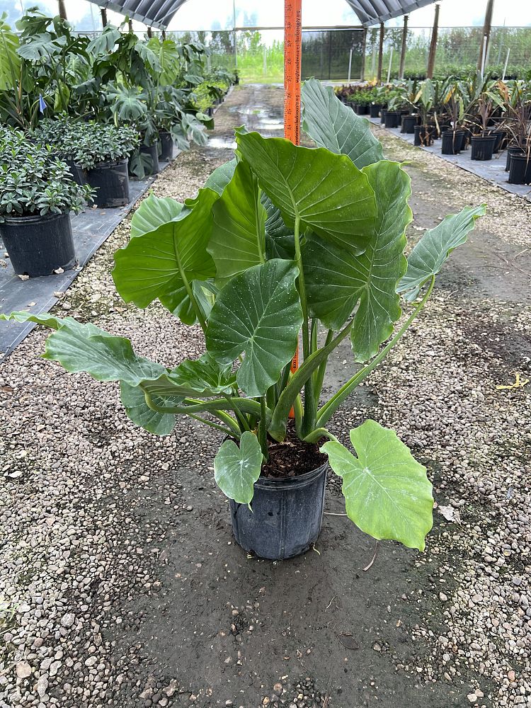 alocasia-odora-california-elephant-ear