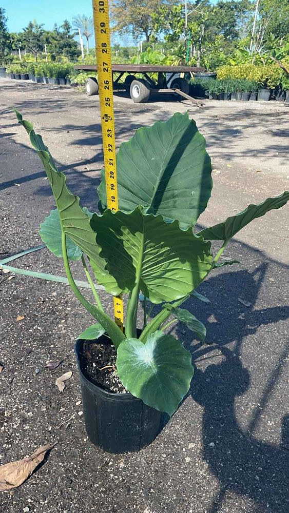 alocasia-odora-california-elephant-ear