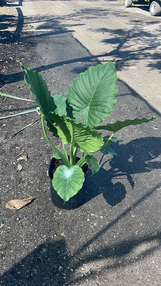 alocasia-odora-california-elephant-ear