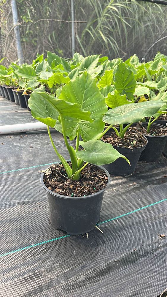 alocasia-odora-california-elephant-ear