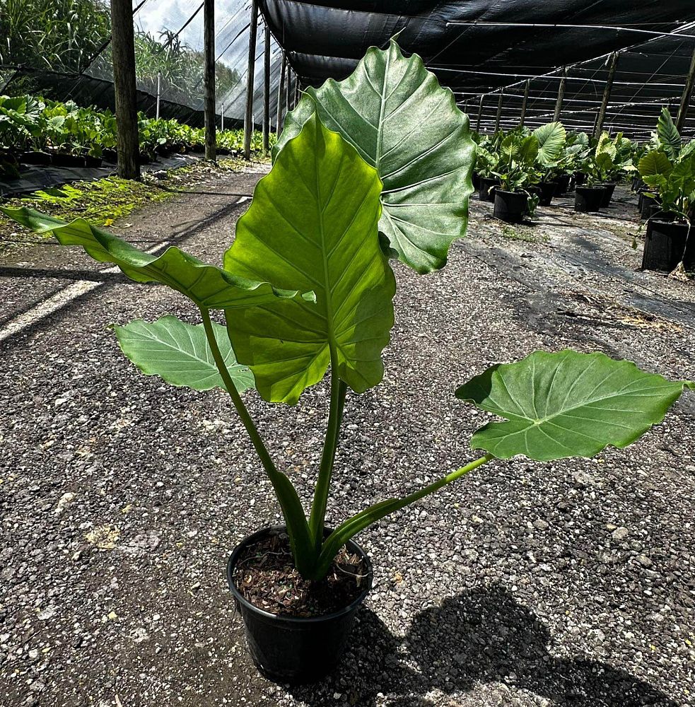 alocasia-odora-california-elephant-ear