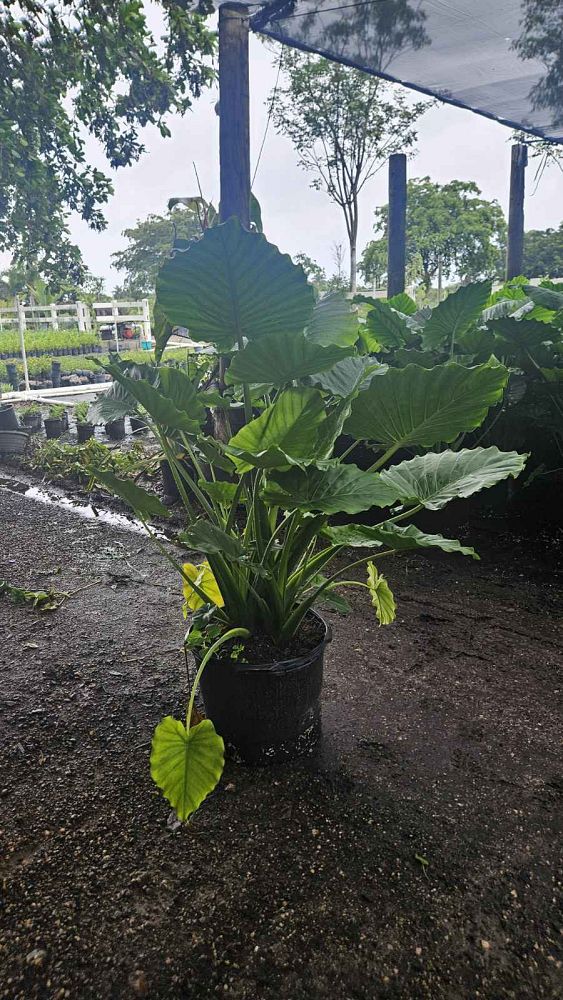 alocasia-odora-california-elephant-ear