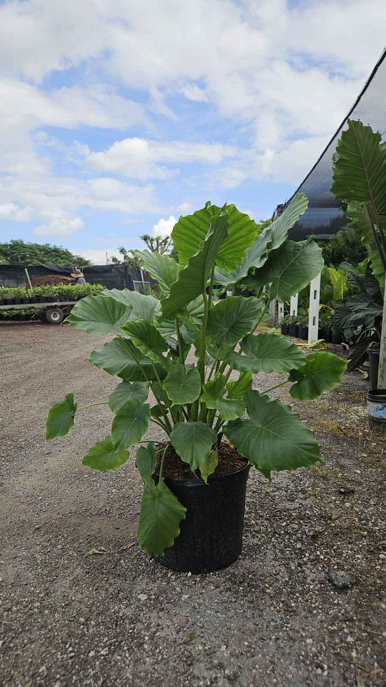 alocasia-odora-california-elephant-ear