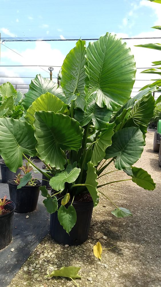 alocasia-odora-california-elephant-ear