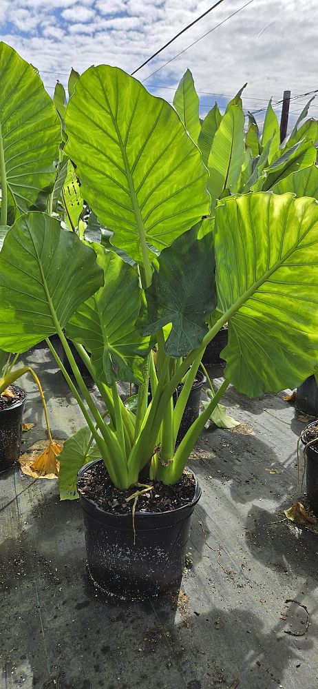 alocasia-odora-california-elephant-ear