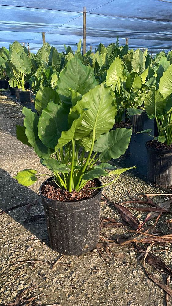 alocasia-odora-california-elephant-ear