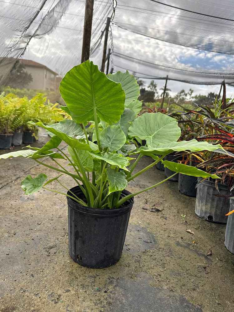 alocasia-odora-california-elephant-ear