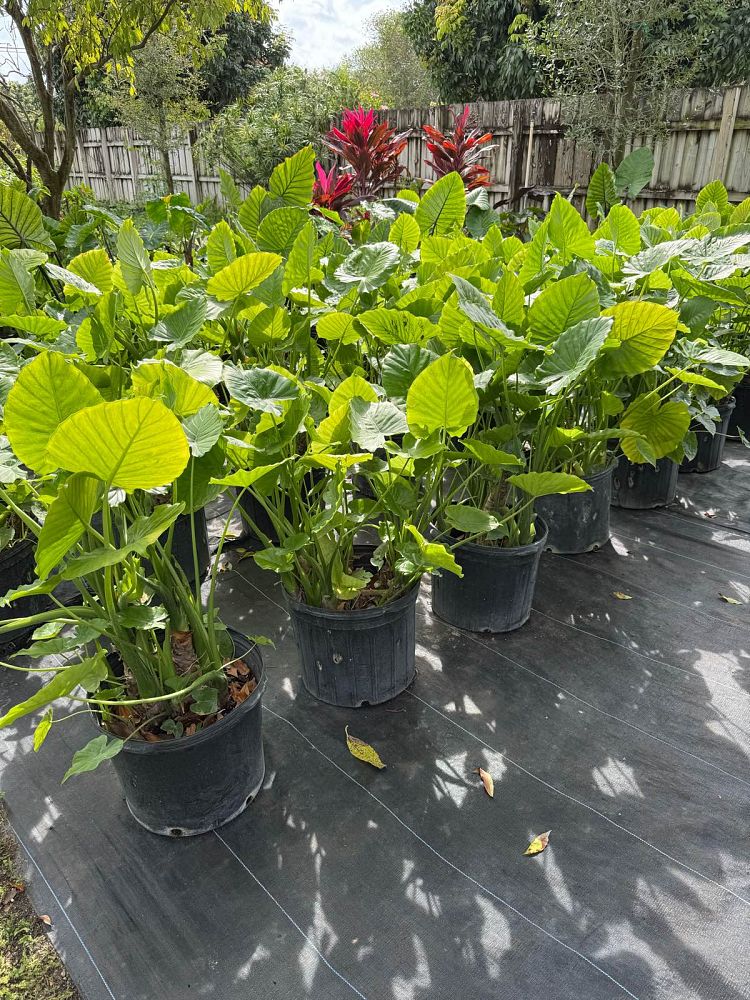 alocasia-odora-california-elephant-ear