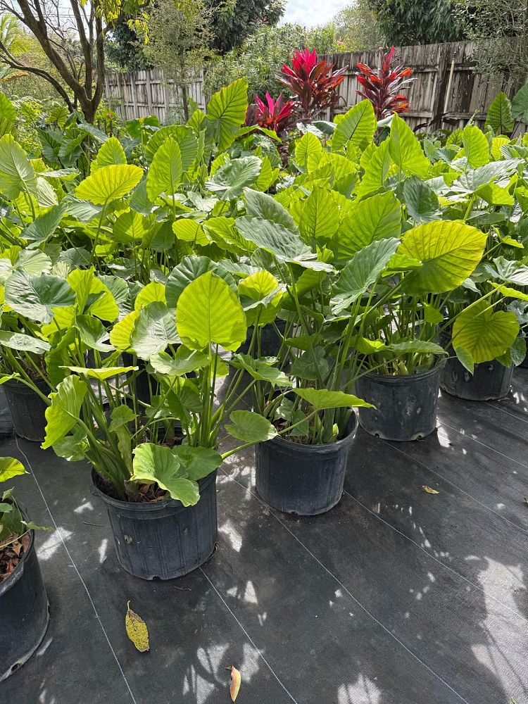 alocasia-odora-california-elephant-ear