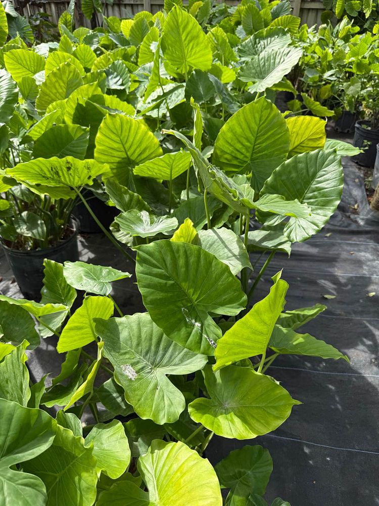 alocasia-odora-california-elephant-ear