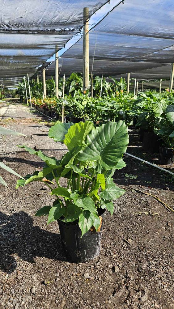 alocasia-odora-california-elephant-ear