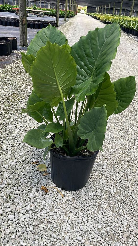 alocasia-odora-california-elephant-ear