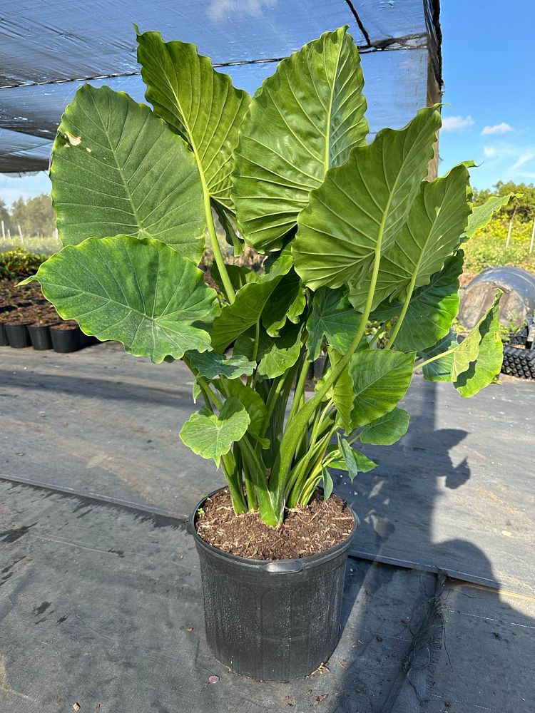 alocasia-odora-california-elephant-ear