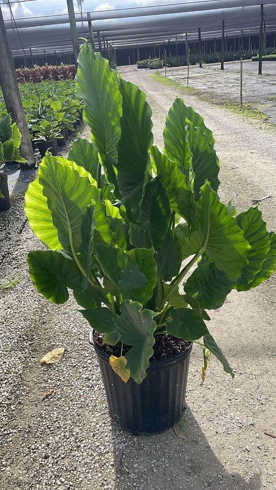 alocasia-odora-california-elephant-ear
