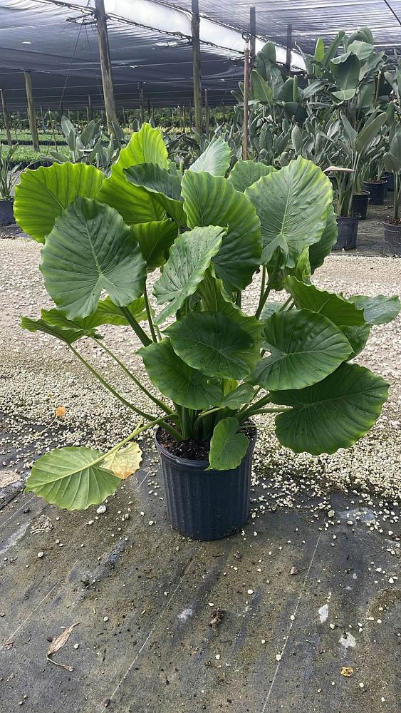 alocasia-odora-california-elephant-ear