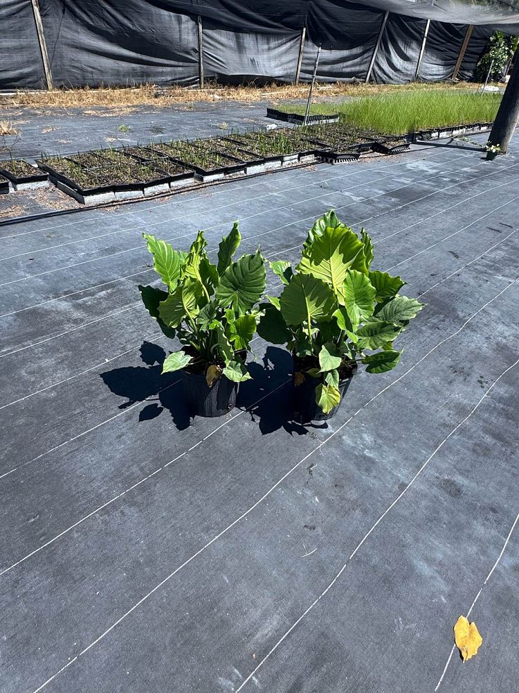 alocasia-odora-california-elephant-ear