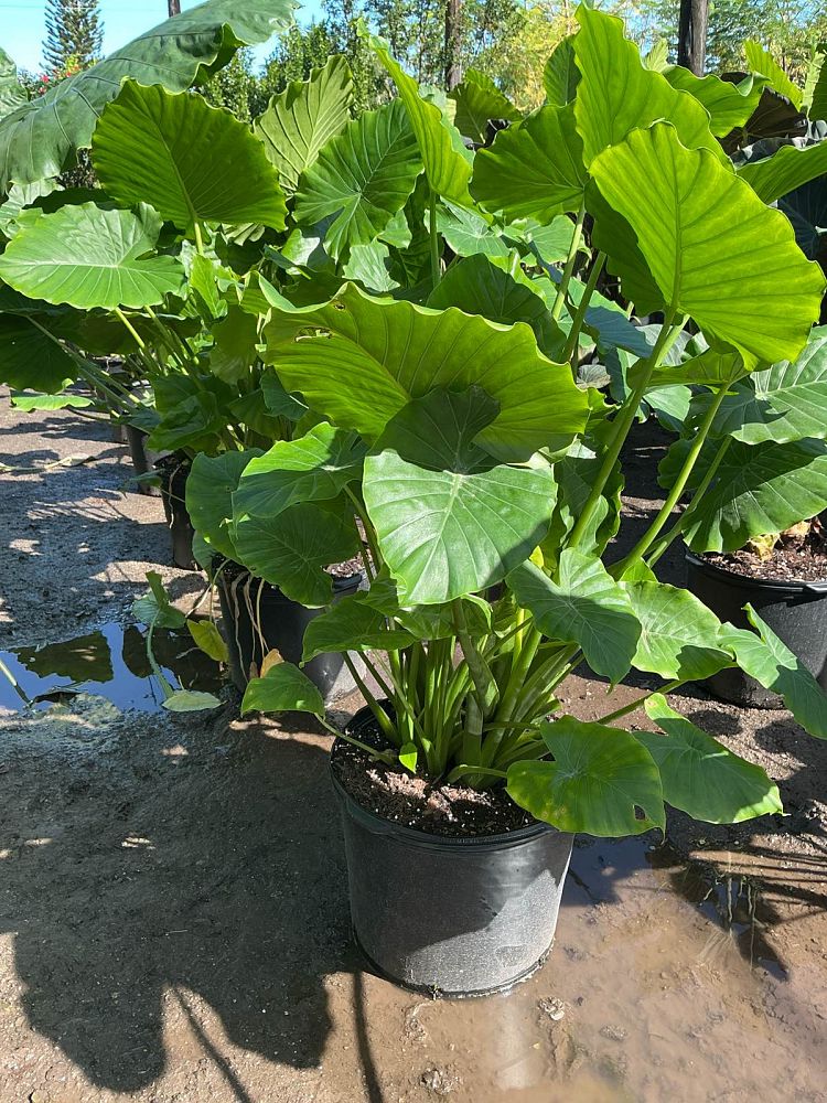 alocasia-odora-california-elephant-ear
