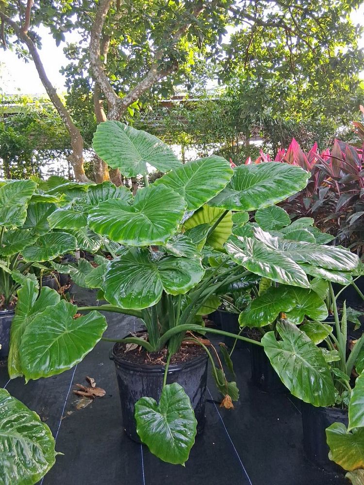 alocasia-odora-california-elephant-ear