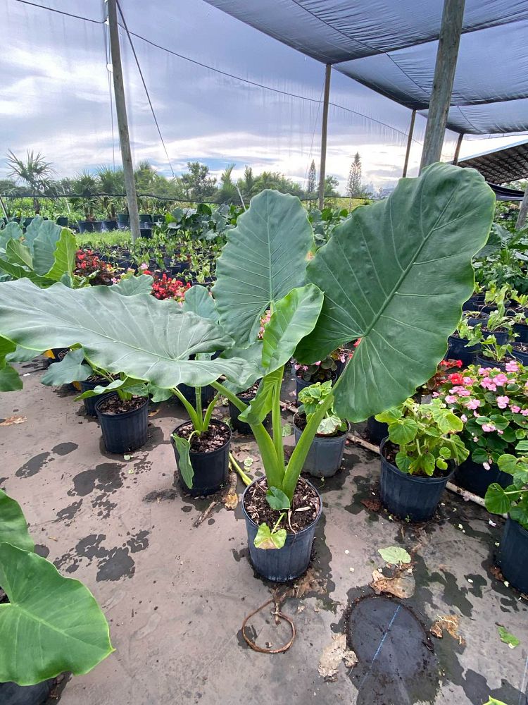 alocasia-odora-elephant-ear