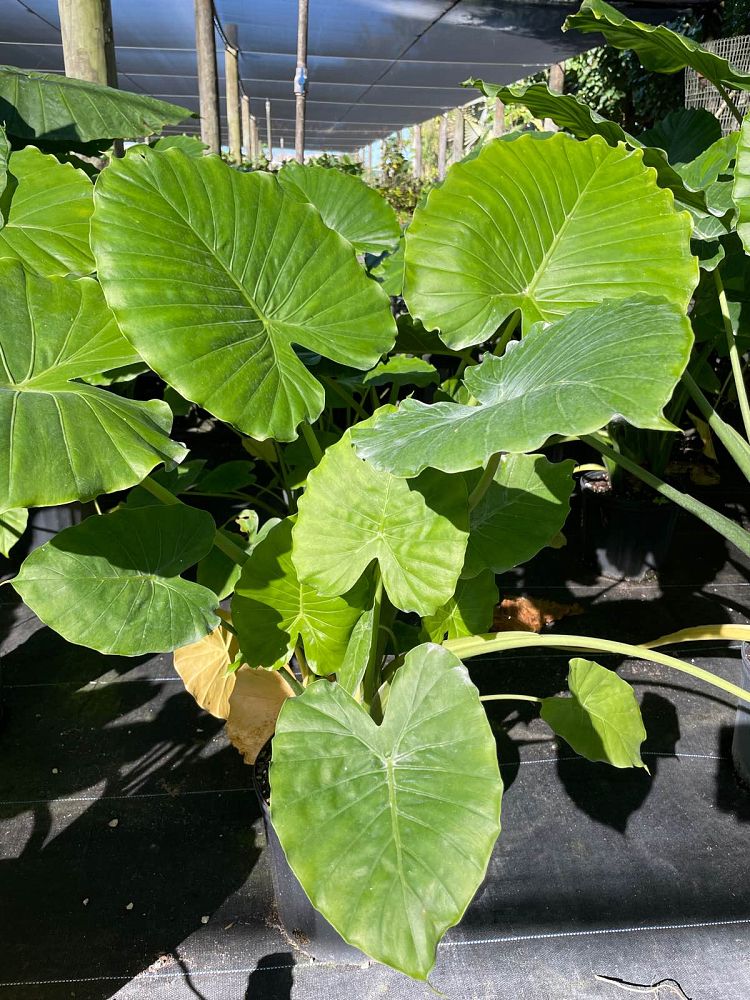 alocasia-odora-elephant-ear