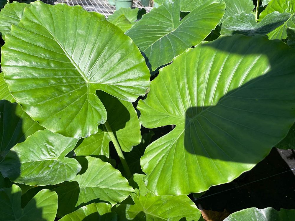 alocasia-odora-elephant-ear