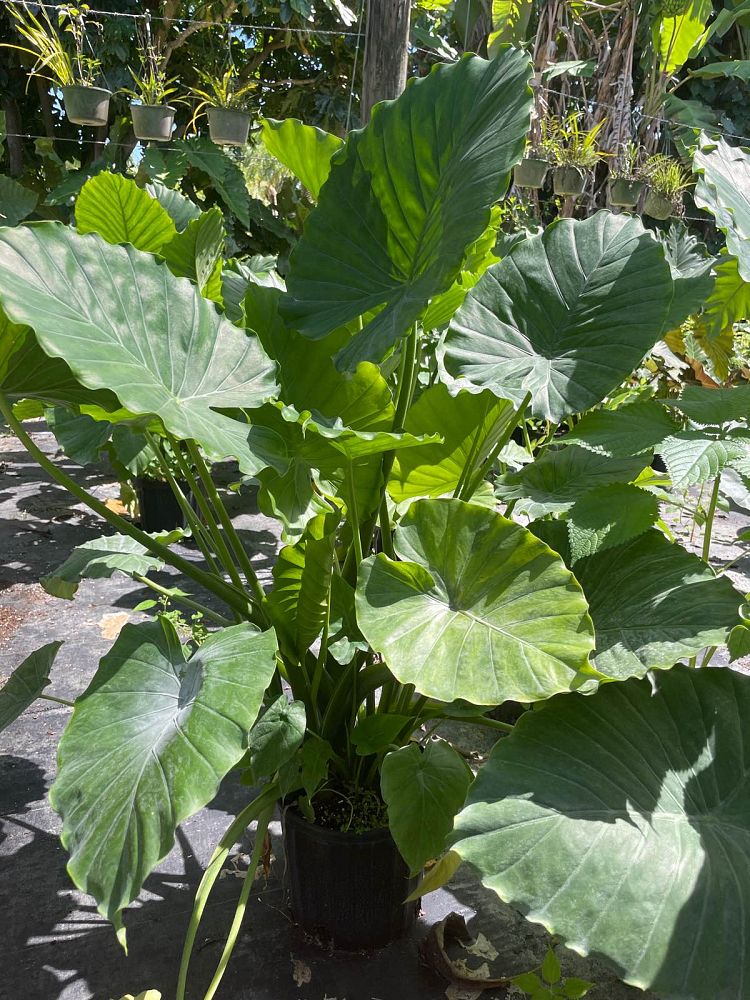 alocasia-odora-elephant-ear
